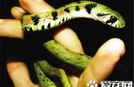探索稀有蛇种：莽山烙铁头蛇的独特魅力与珍贵价值