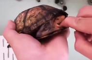 新手养龟指南：从入门到精通的养龟技巧