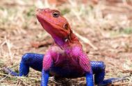 探索大自然的神秘：彩色蜥蜴的奇幻之美