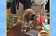 猫咪喝水瞬间：杯子消失，表情亮了！