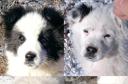 小狗的冬日故事：乌市下雪后的温馨瞬间