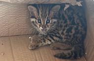 探索豹猫幼崽的可爱世界：能否成为家庭新宠？