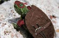 黄头侧颈龟：隐藏实力的“秘密武器”