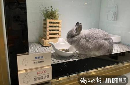 探索杭州！这家萌宠店竟然藏着价值4500元的兔子