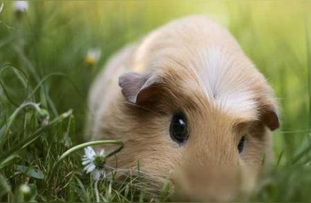 探索荷兰猪的魅力：为什么它们是理想的宠物选择？