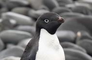 阿德利企鹅捕猎技巧与繁殖季节节律调控之谜
