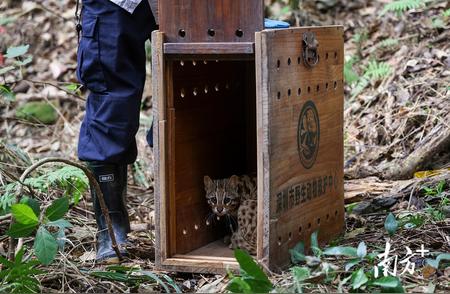 深圳野生豹猫历经136天终回“家”，奇迹背后的故事