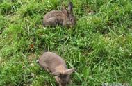 解密比利时种兔繁育场与杂交野兔的传奇故事