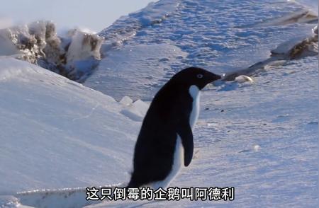 揭秘阿德利小企鹅：自然界中的幸运儿还是倒霉蛋？