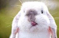 探索兔子王国：多样化的兔子种类介绍