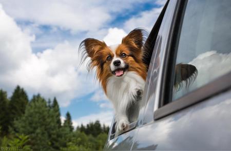 蝴蝶犬：最受欢迎的小型犬的魅力与特点