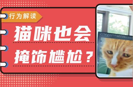 猫咪出糗瞬间：是真的忙碌，还是尴尬掩饰？