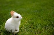 兔子作为宠物的优缺点分析