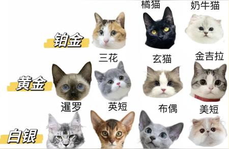 独家揭秘：猫咪战斗力排行榜，你家爱宠上榜了吗？