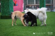 广州狗狗聚会，易知狗成长课堂邀你共享欢乐时光！