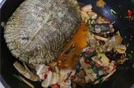 20年宠物龟被盗心碎女子发现时已成红烧龟