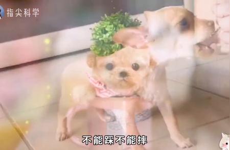 揭秘茶杯犬背后的真相，你真的了解它们吗？