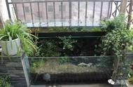 阳台养龟新风尚：打造舒适龟池环境