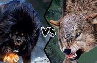 鬼獒与北美灰狼：猛兽对决，谁将笑到最后？