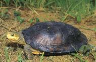 探索中国最名贵的乌龟品种，你了解多少？
