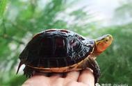 黄缘龟：文人雅士钟爱的风水宠物