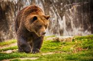 探索趣罗斯：俄罗斯人养熊的真实故事