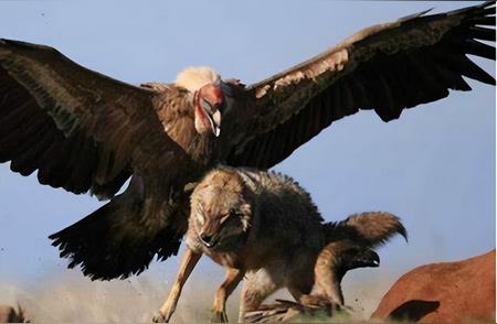 揭秘阿根廷巨鹰：它能成为狮子的天敌吗？