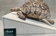 世界第四大陆龟豹纹陆龟亮相黑龙江省博物馆，探索自然奇观！