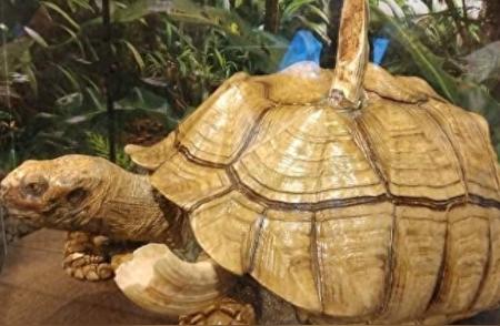 揭秘：陆龟如何带着河马的断齿生存十五年？