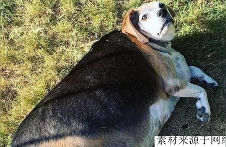 比格犬胖成球，减肥逆袭成网红！