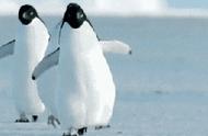 世界企鹅日：了解这些可爱的生物