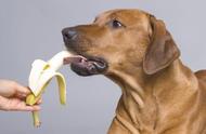 狗狗饮食指南：20种安全食物推荐
