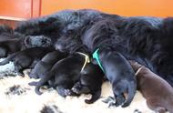纽芬兰犬：超级温柔的巨型狗狗与宝宝们的温馨时光