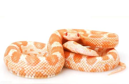 揭秘宠物蛇选择秘籍：让你轻松成为蛇类达人！