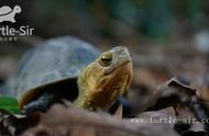 探索新宠物：黄缘龟的魅力与饲养指南