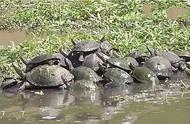 河边奇观：十几只乌龟的聚集之谜