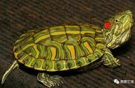 探索龟类艺术：格兰德彩龟的独特魅力