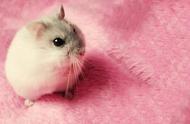 探索世界上最可爱的仓鼠：短暂却温馨的陪伴