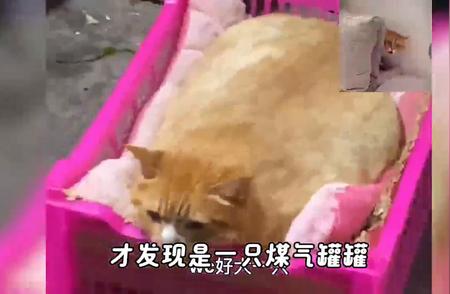 盘点那些胖成球的猫咪，萌态十足，让人忍俊不禁！