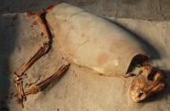 揭秘古埃及：千年前的宠物墓地传奇