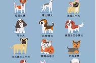 狗狗百科：最全的品种图解，让你秒懂狗狗世界