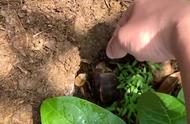 黄缘龟饲养环境布置全攻略：打造温馨家园