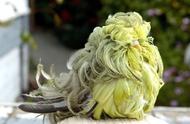 揭秘虎皮鹦鹉的“卷心菜”造型，网友惊呼认不出！