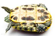 揭秘巴西红耳龟：你真的了解这种神奇生物吗？