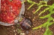 黄缘闭壳龟：浅水饲养的可行性探讨