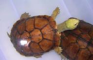 黄喉拟水龟：探索养殖与鉴赏的奇妙世界