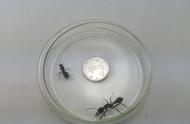 揭秘青岛海关截获的澳洲巨无霸宠物蚂蚁