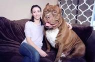 揭秘世界上最大的比特犬：宝宝预定价格高达50万美元！