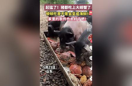 探索新潮流：宠物猪尝试吃螃蟹的趣味故事