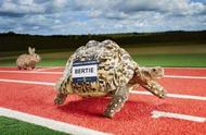震惊！南非豹纹陆龟速度飞快，刷新纪录！
